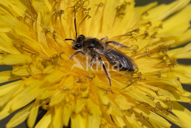 Roodbuikje (Andrena ventralis)