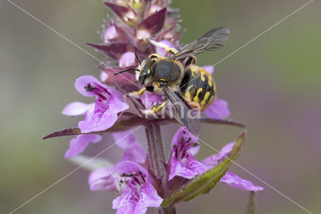 Grote wolbij (Anthidium manicatum)