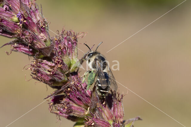 Kattenstaartdikpoot (Melitta nigricans)