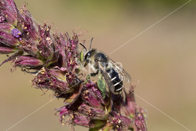 Kattenstaartdikpoot (Melitta nigricans)