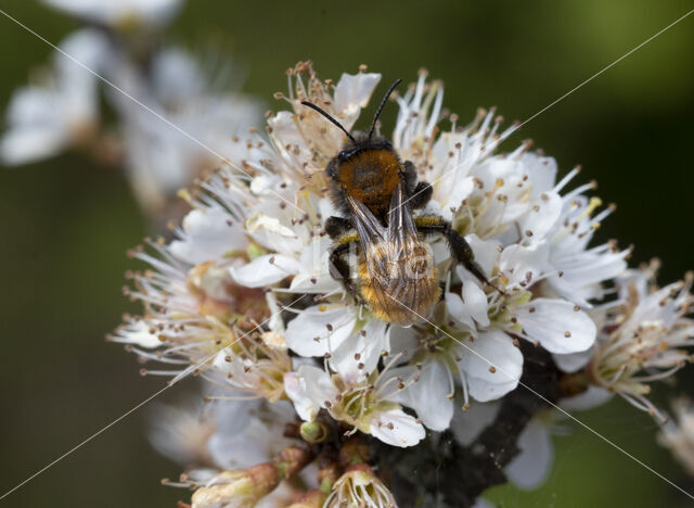 Tawny Mining Bee (Andrena fulva)