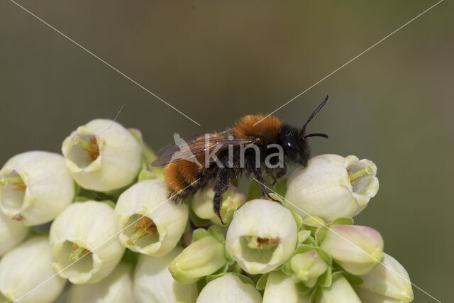 Tawny Mining Bee (Andrena fulva)