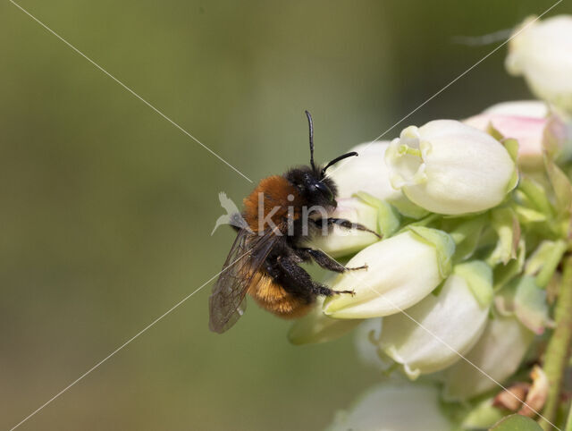 Tawny Mining Bee (Andrena fulva)