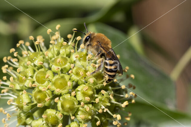 Colletes hederae