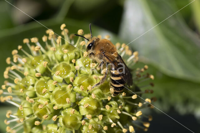 Colletes hederae