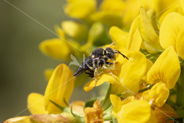 Resin bee (Anthidium strigatum)