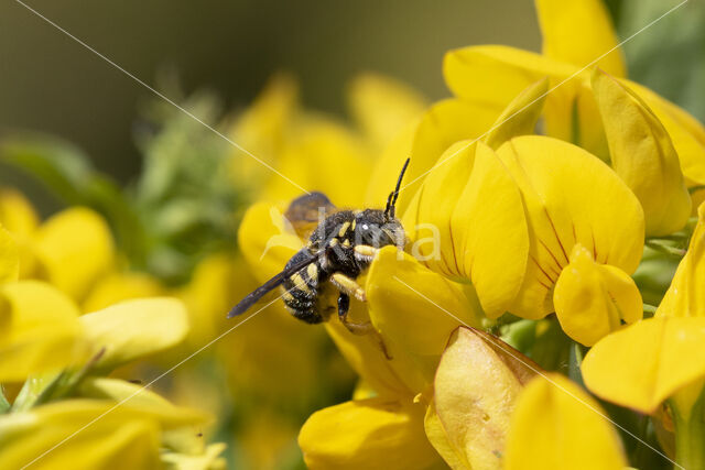 Kleine harsbij (Anthidium strigatum)