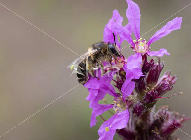 Kattenstaartdikpoot (Melitta nigricans)