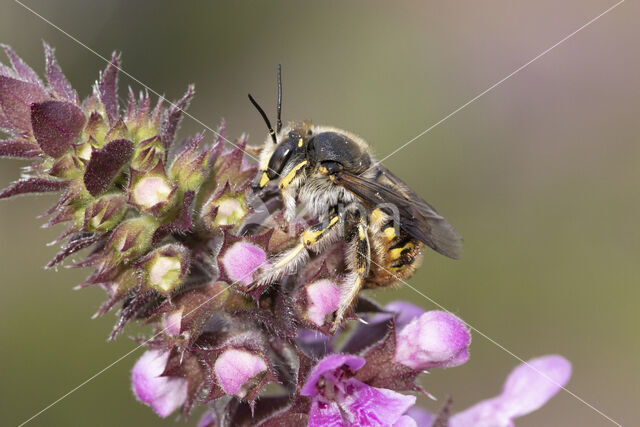 Grote wolbij (Anthidium manicatum)