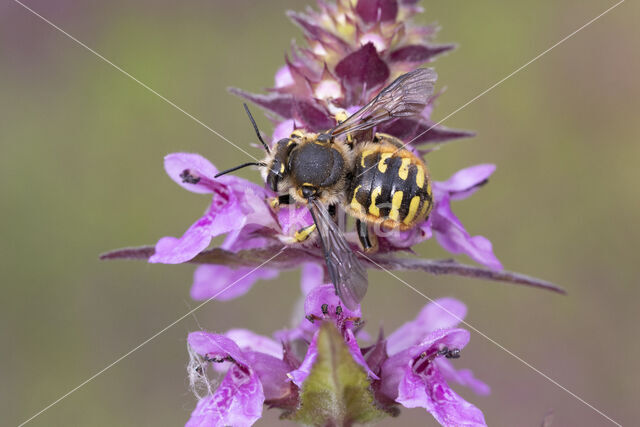 Grote wolbij (Anthidium manicatum)