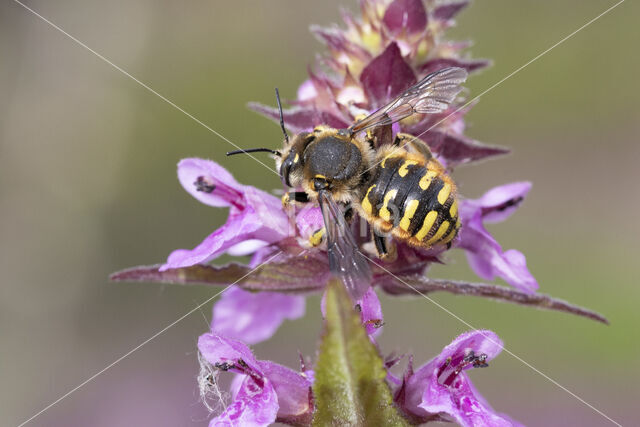 Grote wolbij (Anthidium manicatum)