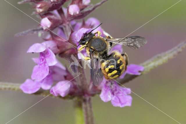 Grote wolbij (Anthidium manicatum)