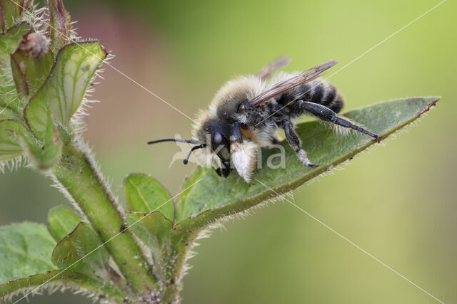 Grote bladsnijder (Megachile willughbiella)