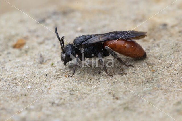 Sphecodes albilabris