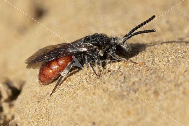 Sphecodes albilabris