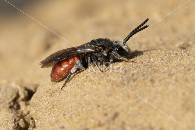 Grote Bloedbij (Sphecodes albilabris)