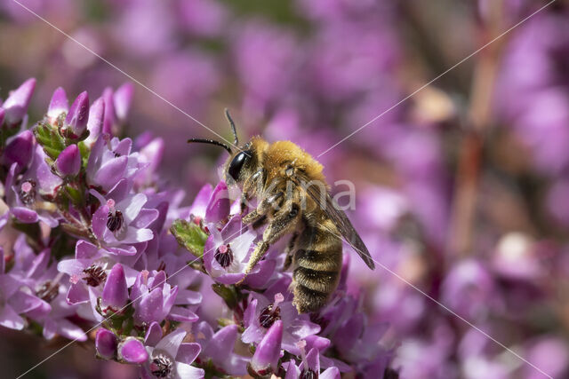 Heidezandbij (Andrena fuscipes)