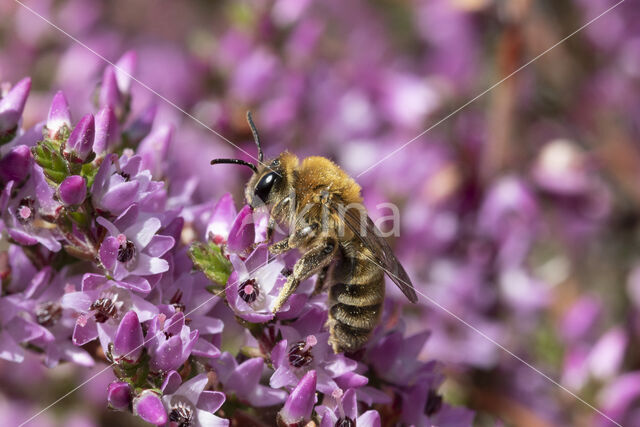 Yellow-legged mining bee (Andrena fuscipes)