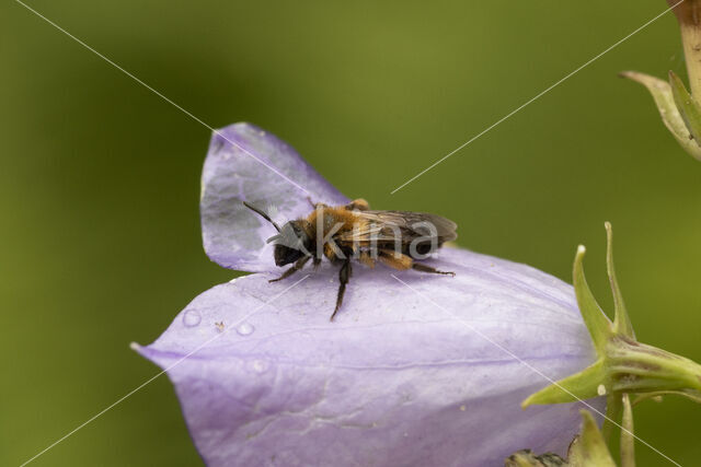 Tweekleurige zandbij (Andrena bicolor)