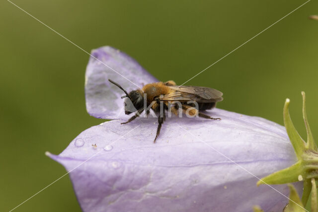 Tweekleurige zandbij (Andrena bicolor)