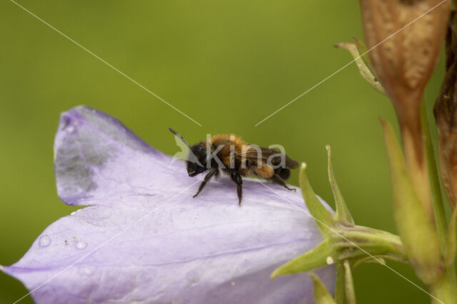 Tweekleurige zandbij (Andrena bicolor)