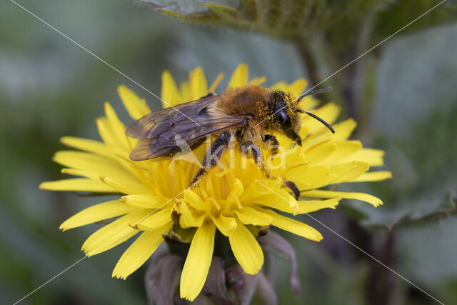 Andrena nitida