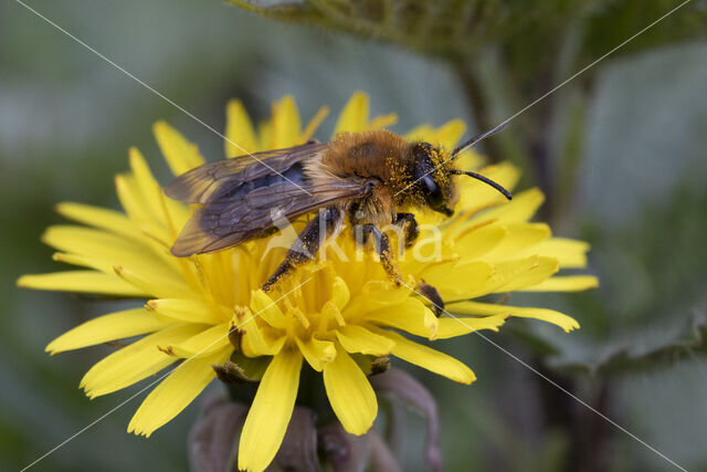 Andrena nitida