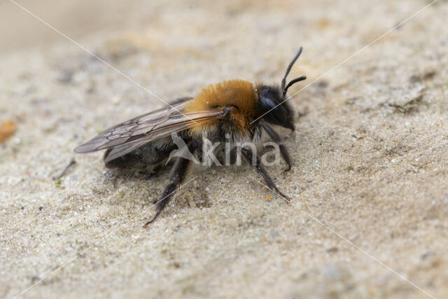 Viltvlekzandbij (Andrena nitida)