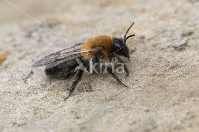 Andrena nitida