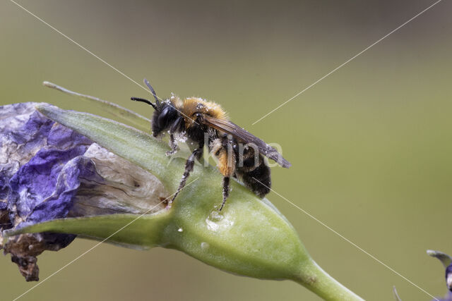 Gwynne's Mining Bee (Andrena bicolor)