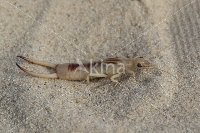 Striped Earwig (Labidura riparia)