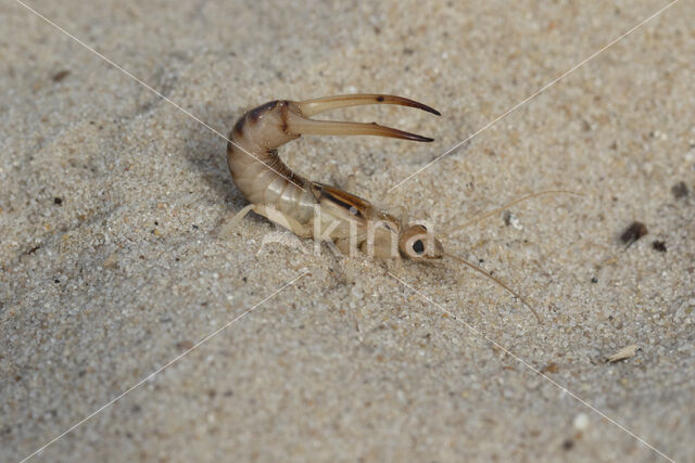 Striped Earwig (Labidura riparia)