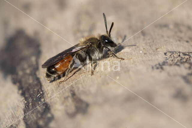 Girdled Mining Bee (Andrena labiata)