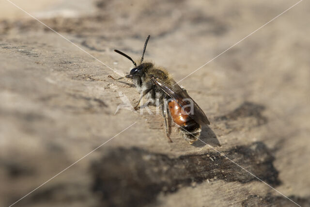 Heidezandbij (Andrena fuscipes)