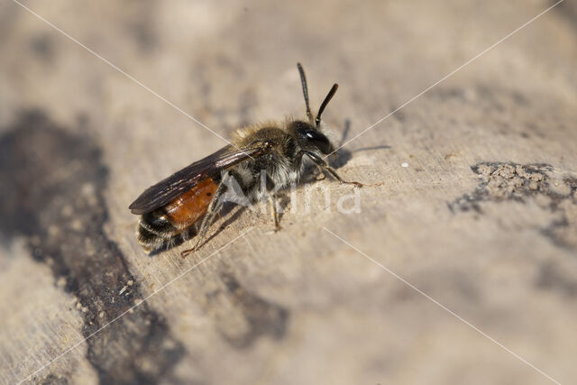 Girdled Mining Bee (Andrena labiata)