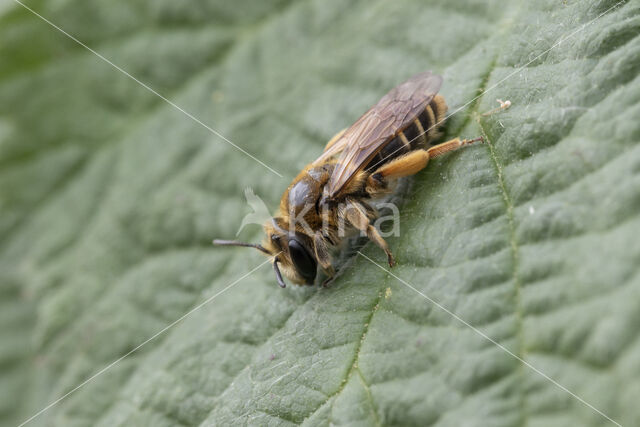 Andrena ovatula