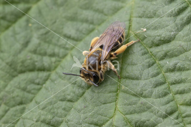 Bremzandbij (Andrena ovatula)