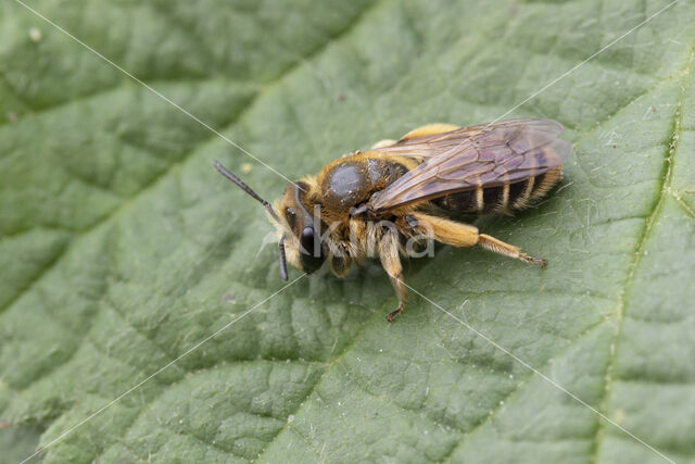 Andrena ovatula