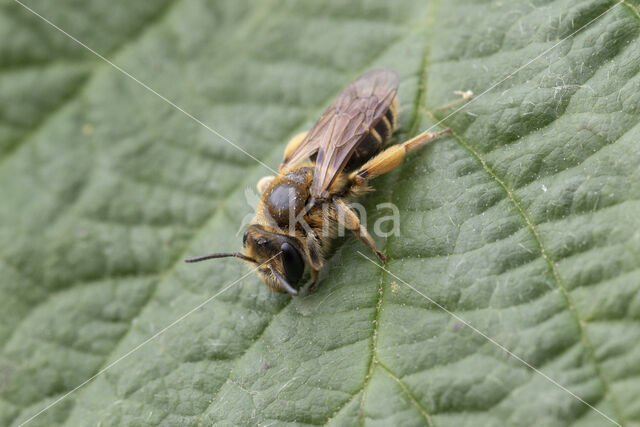 Andrena ovatula