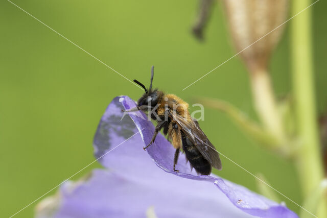 Tweekleurige zandbij (Andrena bicolor)