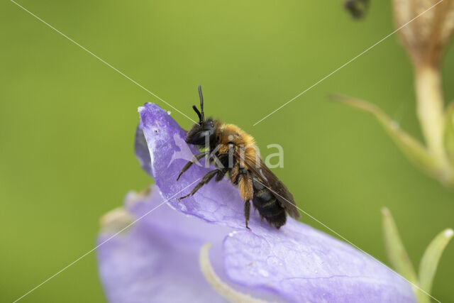 Tweekleurige zandbij (Andrena bicolor)