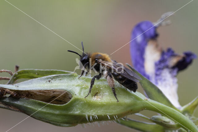 Tweekleurige zandbij (Andrena bicolor)