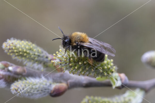 Zwart-rosse zandbij (Andrena clarkella)