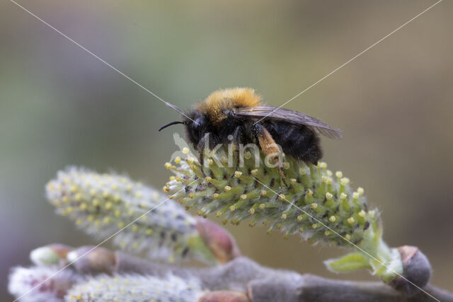 Zwart-rosse zandbij (Andrena clarkella)