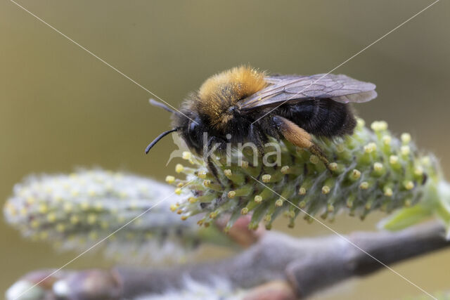 Zwart-rosse zandbij (Andrena clarkella)