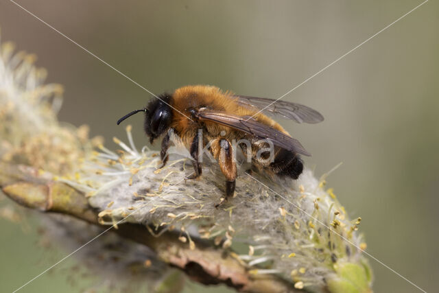 mining bee (Andrena nigroaenea)