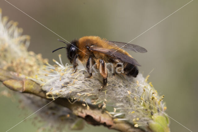 Zwartbronzen zandbij (Andrena nigroaenea)