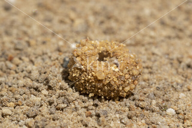 Mierenleeuw (Myrmeleon formicarius)