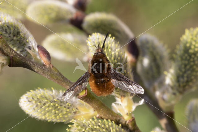 gewone wolzwever (bombylius major)