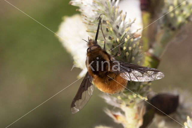 gewone wolzwever (bombylius major)